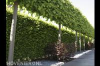 Tuinafscheiding van beukenhaag en scherm van leilindes