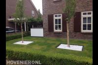 Voortuin met buxushaag, gazon en bomen