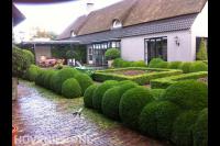 Vormsnoei van buxusbollen