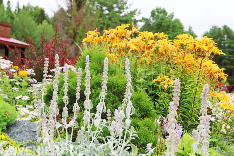 Bas Diepstraten Hoveniersbedrijf