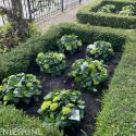 Greenz Tuinen en Projecten