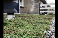 Sedumdak  op bestaand dak