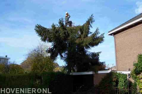 Boom kappen door gebruik te maken van klimtechnieken 3