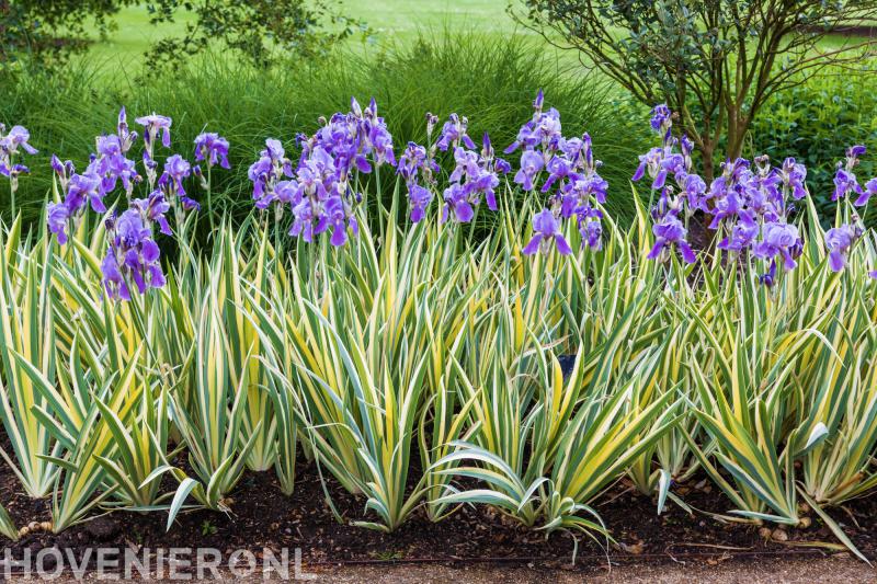 Hoveniersbedrijf Stef ten Hagen