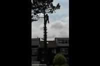 Boom kappen door gebruik te maken van klimtechnieken 3