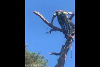 Boom kappen met behulp van klimtechnieken