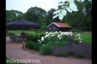Kleurrijke border met hortensia's bij terras 1