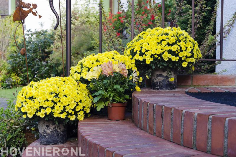 Liquidambar Hoveniers