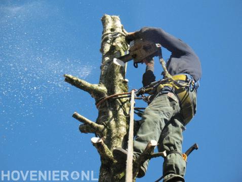 Boom kappen met kettingzaag en klimtechnieken