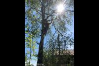 Stroobant Boomverzorging