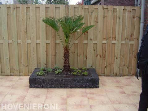 Palmboom in plantenbak van stapelblokken voor houten schutting