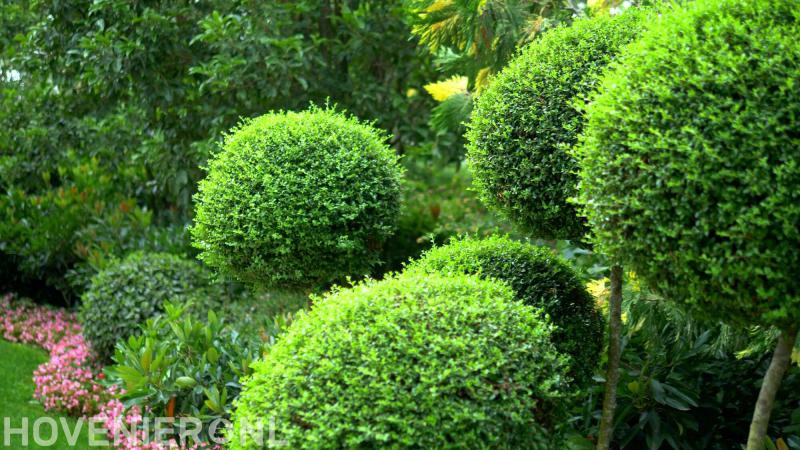 Van Rooyen Hoveniers