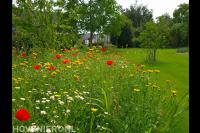 wilde bloementuin aanleggen via tuinadvies en plan-florera.nl