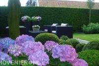 Paarse bloemen in hortensia en buxusbollen