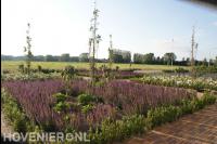 Kleurrijke borders met paarse en witte bloemen 1