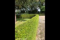 Strak gesnoeide haag