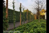 Schutting van betongaas met klimop