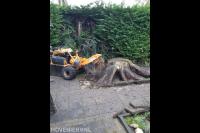 Boomstronk in achtertuin verwijderen met stobbenfrees