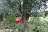 Toppunt Boomverzorging & Boomrooierij