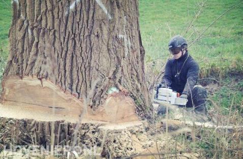 Grote boom omzagen met kettingzaag