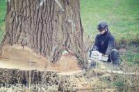 Grote boom omzagen met kettingzaag