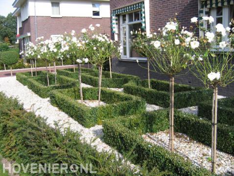 Voortuin met grind, buxushagen, taxus en kleine boompjes