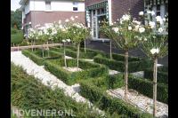 Voortuin met grind, buxushagen, taxus en kleine boompjes