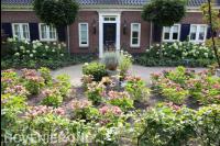 Tuin met rozen en hortensia's