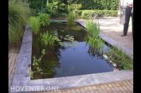 Strakke vijver met waterplanten
