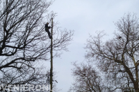Boom kappen met behulp van klimtechnieken