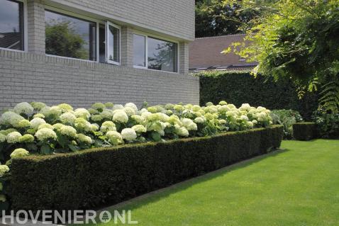 Hortensia's in bloei