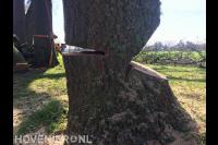 Toppunt Boomverzorging & Boomrooierij