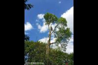 Toppunt Boomverzorging & Boomrooierij