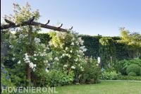 Houten pergola met klimplanten