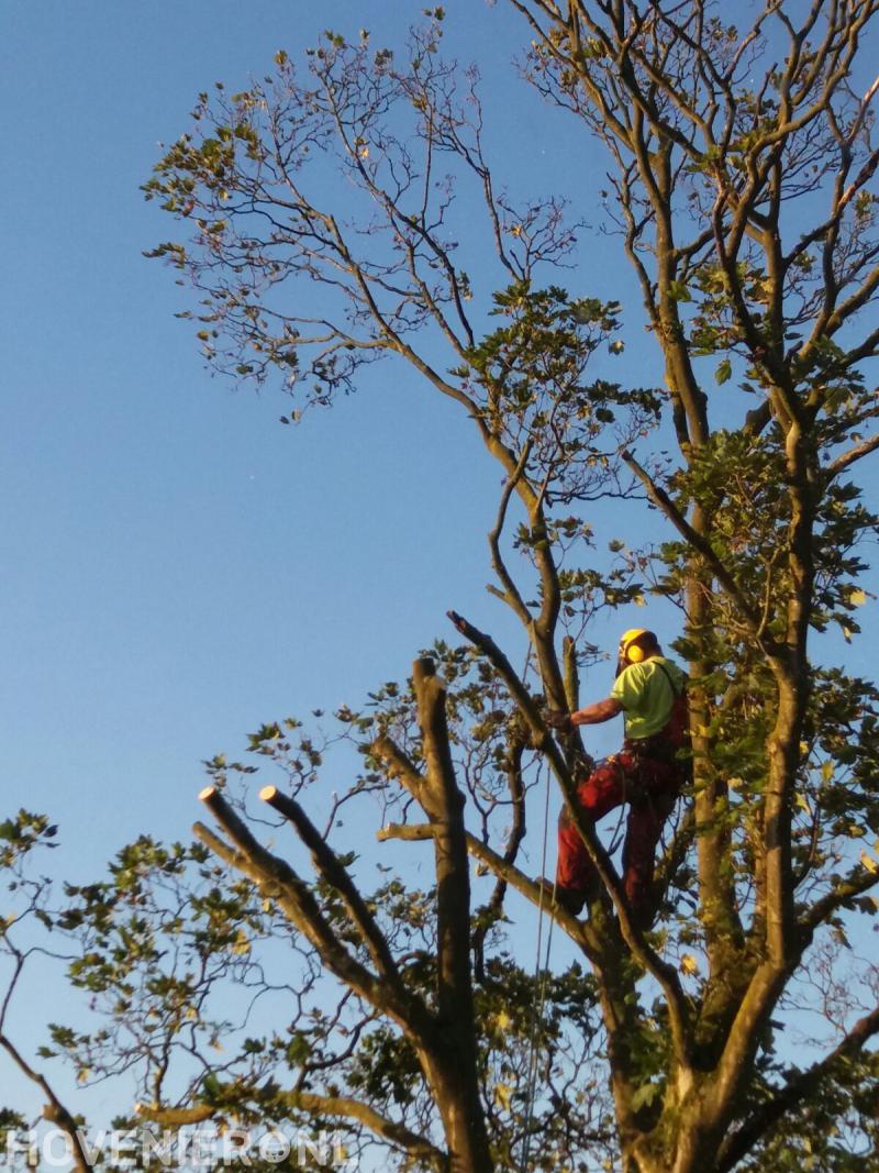 Hoveniersbedrijf A. Brand