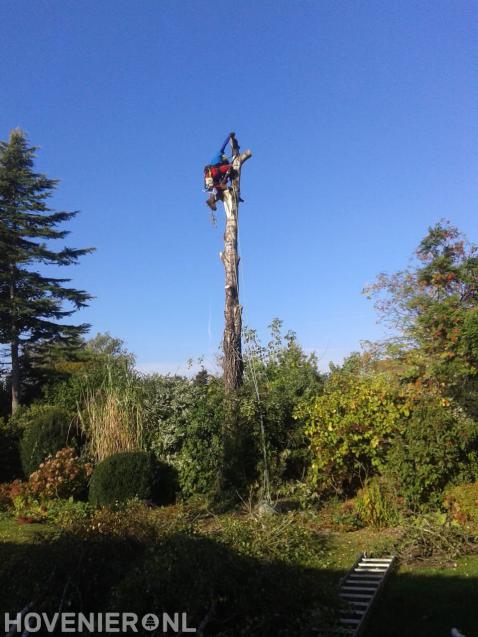 Boom kappen met behulp van klimtechnieken 2