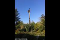 Boom kappen met behulp van klimtechnieken 2