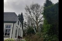 Boom snoeien met behulp van klimtechnieken