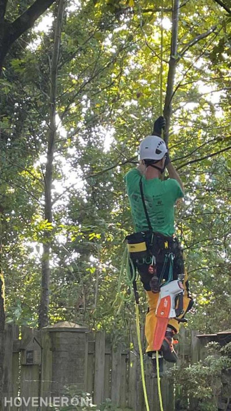 Klimmend snoeiwerk van bomen met respect voor de natuurlijke vorm.