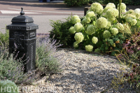 Voortuin met entree van grind, hortensia's en lavendel