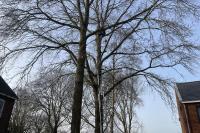 Hoge boom snoeien in Edam | Boomverzorging Huba