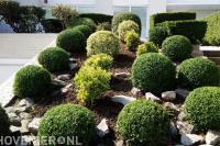 Border met buxusbollen en rotsblokken