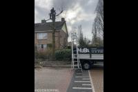 Snoeien van grote boom in achtertuin