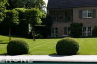 Klassieke tuin met groot gazon, leibomen en buxusbollen