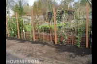 Hedera schutting met betongaas
