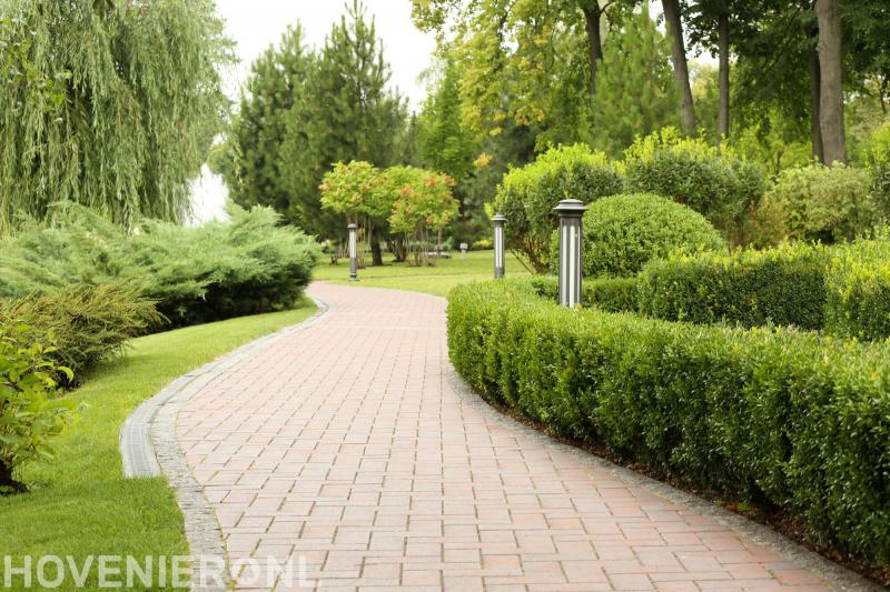 Catalpa Boomverzorging