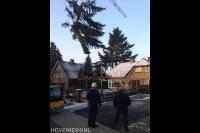 Boom kappen mbv klimtechnieken en grote kraan 2