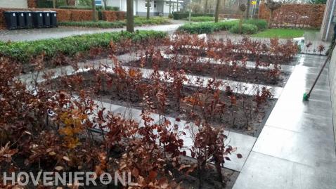 Voortuin met siertegels en beukenhagen