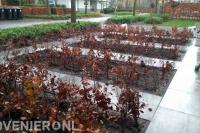 Voortuin met siertegels en beukenhagen
