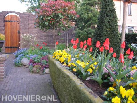 Kleurrijke tuin met rode tulpen en gele viooltjes in bloembak